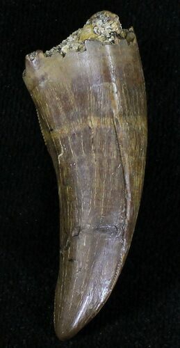 Tyrannosaur Premax Tooth - Montana #21362